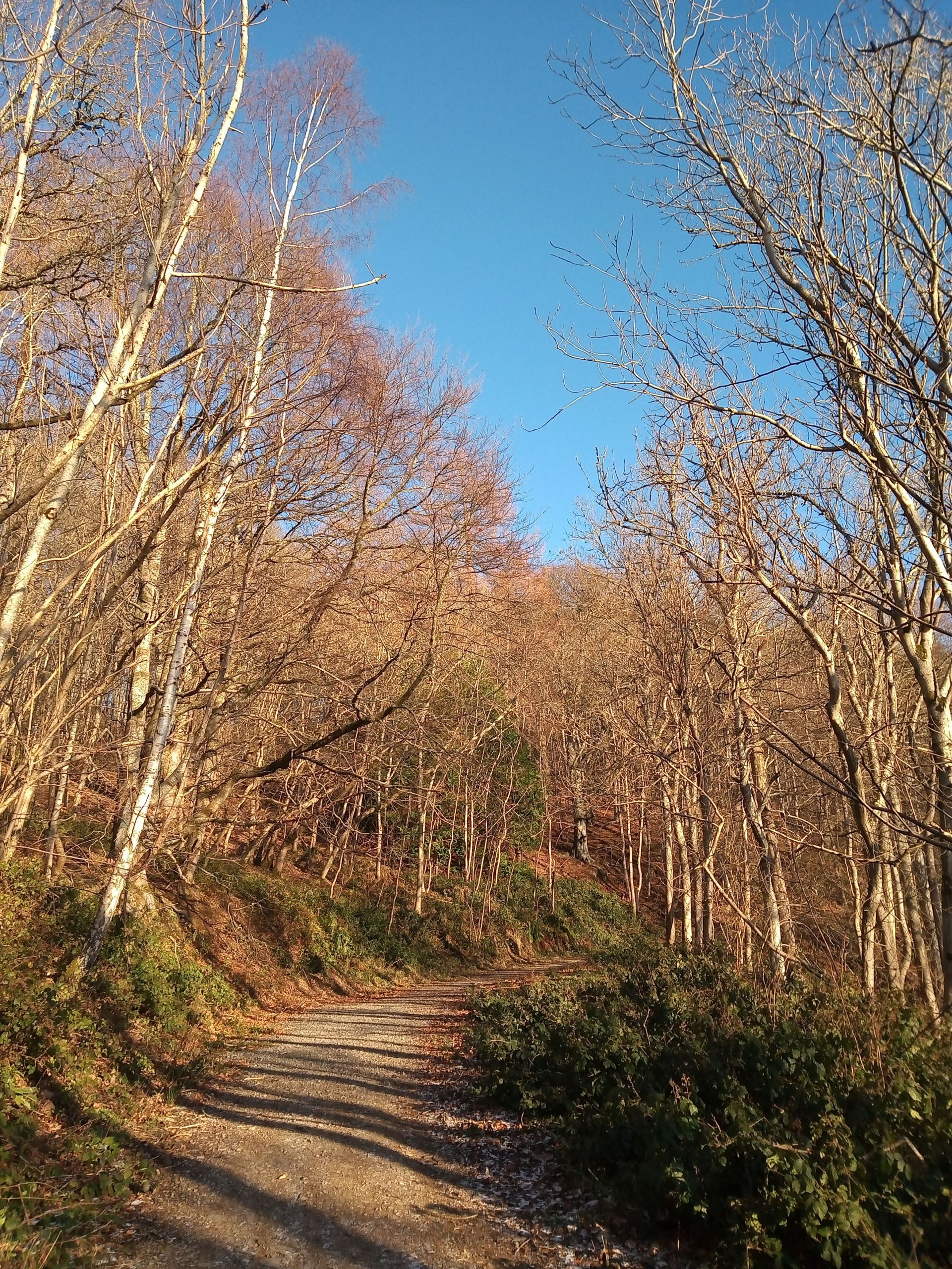 Woodland track towards Glentress